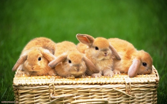 Hình ảnh: Không ngờ chỉ 1 sai lầm nhỏ đẻ ra... 10 tỷ con thỏ số 1