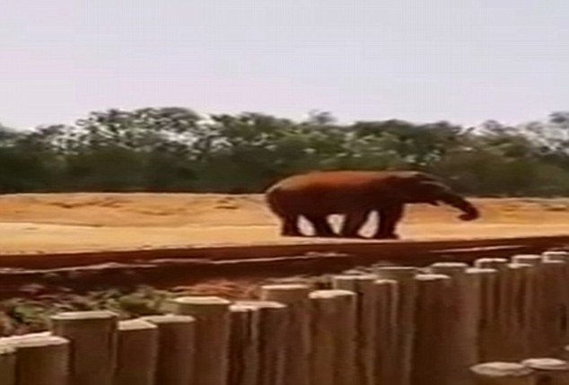 
Một con voi tại vườn thú ở thủ đô Rabat (Ảnh: DM)
